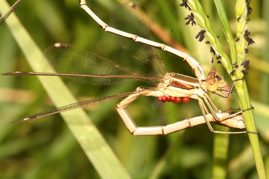 Lestes virens e Lestes barbarus....